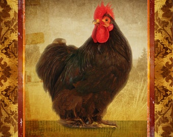 Rooster Bantam Chicken Brown Gold Large 16" x 20" Canvas-Wrapped Frame: Rooster One