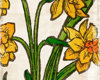 Daffodil Flowers on Watercolor Linen Botanical Large 16" x 20" Canvas-Wrapped Frame: Daffodils (Narcissus) One