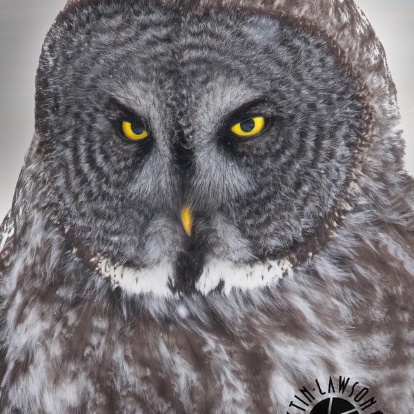 Great Gray Owl Portrait. Perfect Animal Lover Gift. Conversation Wall Decor. Gift For Mom. Wise Owl, Close-up Owl. Wall Art, Canvas, or Post