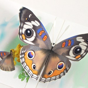 3D Buckeye Butterfly Pop up Card Any occasion Card