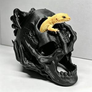 Op de afbeelding: Een matzwarte, driedimensionaal geprinte schedelsculptuur met ingewikkelde, klauwachtige uitsteeksels aan de zijkanten. Een kleine, lichtgele luipaardgekko met donkere ogen komt tevoorschijn uit de oogkas van de schedel.