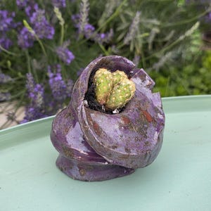 May include: A small, irregularly shaped purple ceramic planter with a glossy, mottled finish. The planter features a wide, open top containing a small, light green, cylindrical cactus with visible spines planted in dark potting soil.