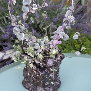 May include: A variegated string of hearts plant trained into a heart shape on a wire frame, planted in a dark, textured, metallic-looking ceramic pot. The leaves are small, heart-shaped, and feature shades of green, silver, and soft pink.