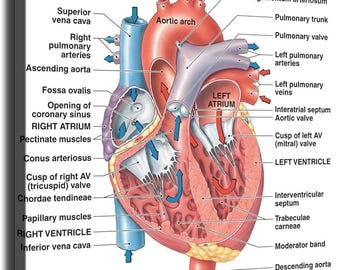Human Heart Anatomy Diagram Canvas Print – Medical Educational Wall Art