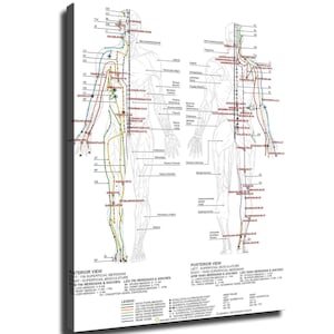 Könnte beinhalten: Anatomietabelle, die den menschlichen Körper mit Meridianlinien und Akupunkturpunkten zeigt. Die Tabelle ist mit anatomischen Begriffen und Meridiannamen beschriftet. Die Vorder- und Rückansicht werden mit farbcodierten Linien angezeigt.