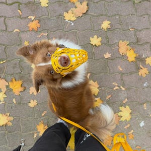 May include: A brown and white dog wearing a bright yellow basket-style muzzle. The dog has a white chest and is looking upward. A yellow leash is attached to the muzzle, extending downward toward the bottom of the frame.