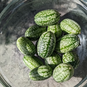 Cucamelon seeds, Mouse melon, Open pollinated