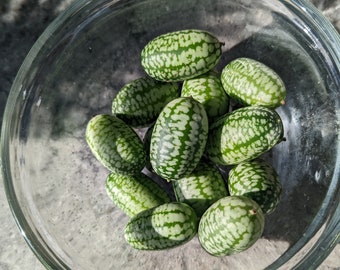 Cucamelon seeds, Mouse melon, Open pollinated