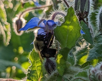 Borage seeds, Blue flower herb, pollinator plant