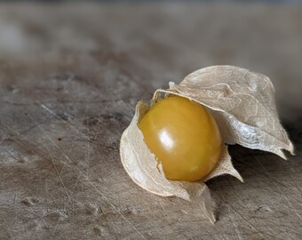 Ground Cherry seeds, Heirloom garden seed