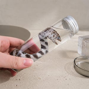 Op de afbeelding: Een heldere glazen buis met een zilveren deksel met daarin een geconserveerde slang. De slang heeft een witte lichaamskleur met donkerbruine vlekken en strepen. De buis wordt door een hand vastgehouden, met andere glazen objecten op de achtergrond.