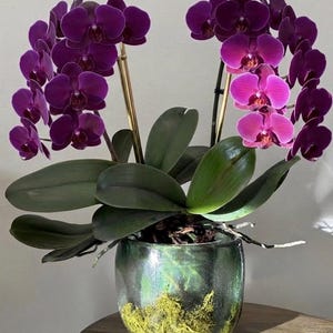 May include: A potted Phalaenopsis orchid with two long stems featuring deep purple and magenta flowers. The plant has broad, dark green leaves and is housed in a round, translucent, light green glass vase filled with green moss and roots.