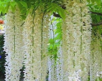 Weeping Jasmine Climbing Live Plant Fragrant Balcony Garden Flower Vine