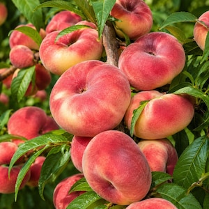 May include: A cluster of ripe donut peaches hanging from a tree branch, featuring smooth, flattened, round shapes with skin transitioning from creamy yellow to vibrant red, surrounded by lush green leaves in a natural orchard setting.