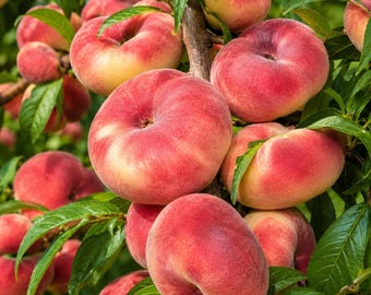 Donut Peach Tree Live Plant, Sweet Fruit Tree for Outdoor Garden