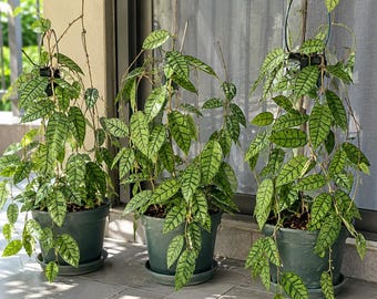 Hoya Callistophylla | Rare Hoya Plant - Etsy