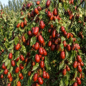 May include: A dense jujube tree branch heavily laden with numerous small, oval-shaped fruits. The jujubes exhibit a deep reddish-brown skin color, contrasting with the vibrant green, serrated leaves that fill the frame under bright sunlight.