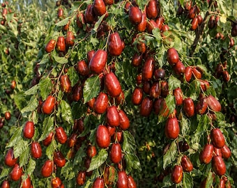GA-866 Jujube Tree Live Plant, Chinese Red Date Fruit Tree