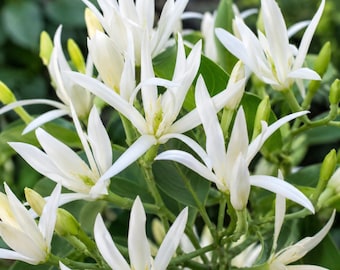 White Champaca Live Plant 1–2 ft in 6" Pot, Fragrant Tropical Tree