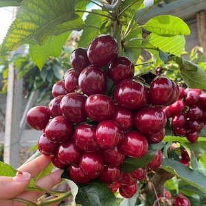 May include: A large, dense cluster of ripe, glossy dark red cherries hanging from a branch with vibrant green leaves. The cherries are round, smooth, and tightly packed together, showcasing deep crimson hues and natural highlights on their skins.