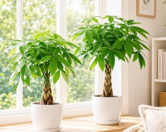 Braided Money Tree Plants Set of 2, Potted Good Luck Houseplants