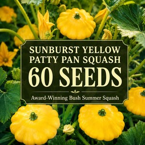May include: A packet of Sunburst Yellow Patty Pan Squash seeds featuring a dark green label with the text "SUNBURST YELLOW PATTY PAN SQUASH 60 SEEDS Award-Winning Bush Summer Squash" set against a background of yellow squash and green leaves.