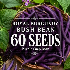 Semillas de judías arbustivas Royal Burgundy, variedad Purple Stringless Snap, ideales para huertos compactos (60 semillas)