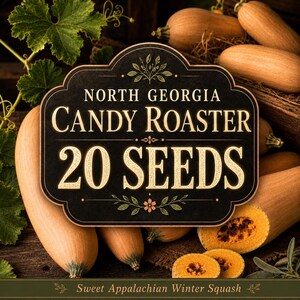 Könnte beinhalten: Ein schwarzes Schild mit goldenem Text, der NORTH GEORGIA CANDY ROASTER 20 SEEDS und Sweet Appalachian Winter Squash lautet, platziert über mehreren beigen, länglichen Winterkürbissen mit grünen Blättern und zwei aufgeschnittenen Kürbisstücken.