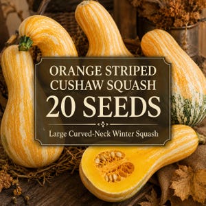May include: Several orange and yellow striped Cushaw squash with curved necks, including one halved to reveal seeds and pulp. A dark rectangular label with white text reads: ORANGE STRIPED CUSHAW SQUASH 20 SEEDS Large Curved-Neck Winter Squash.