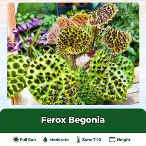 Begonia ferox - Etsy 日本