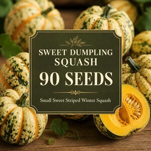 Könnte beinhalten: Ein dunkelgrünes rechteckiges Etikett mit dem Text SWEET DUMPLING SQUASH 90 SEEDS Small Sweet Striped Winter Squash, umgeben von mehreren kleinen, runden, cremefarbenen Winterkürbissen mit dunkelgrünen vertikalen Streifen und einem halbierten Kürbis.