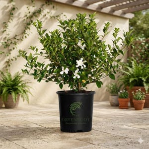 May include: A potted gardenia plant with glossy green leaves and white flowers. The plant is in a black plastic pot with the "Greenroot Shopping Online" logo. The background includes other potted plants and a patio setting.