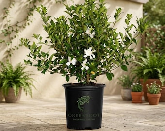 Southern Living Jubilation Gardenia Live Shrub – Fragrant Evergreen Flowering Plant in 2 Gallon Pot