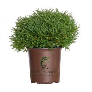 Pancake Arborvitae Live Shrub in 2.5 Quart Pot | Compact Evergreen Landscape Plant | Low Growing Garden Shrub