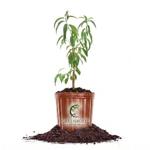 May include: A young peach tree in a brown plastic pot, surrounded by dark soil. The tree has green leaves and a slender trunk. The pot has the "GREENROOT SHOPPING ONLINE" logo.