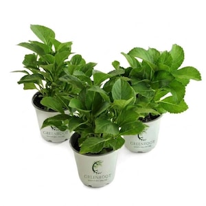 May include: Three potted green plants with vibrant, broad leaves in white plastic containers. Each container features the text GREENROOT SHOPPING ONLINE with a small tree logo printed in dark green on the front of the white pots.