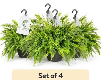 Set 4 Boston Fern Live Plants in 1.5 Gallon Pots, Large Fern Houseplants, Indoor Outdoor Greenery, Shade Loving Patio Plants