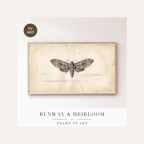 Single Moth Frame TV Art, Samsung Frame TV Art Victorian Entomology Specimen Gouache, Dark Acad…