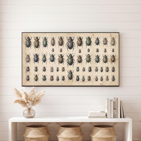 Beetle Specimen Plate Samsung Frame TV Art — view 6