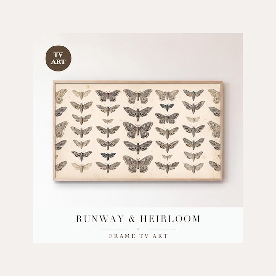 Moth Specimen Plate Frame TV Art, Samsung Frame TV Art Victorian Entomology Gouache, Dark Acade…