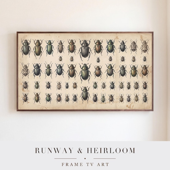 Beetle Specimen Plate Samsung Frame TV Art — view 5
