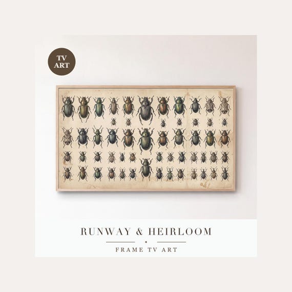 Beetle Specimen Plate Frame TV Art, Samsung Frame TV Art Victorian Entomology Gouache, Dark Aca…
