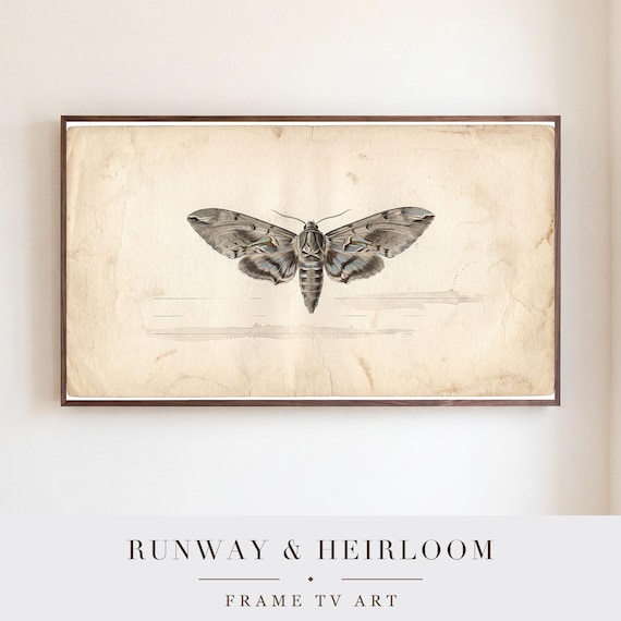 Single Moth Samsung Frame TV Art — view 5