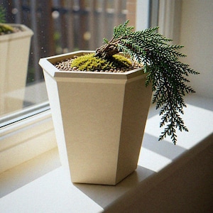 May include: A hexagonal off-white planter containing a small evergreen bonsai tree with dark green foliage. The soil surface is covered with small brown pebbles and a patch of bright green moss. The planter has a smooth, matte finish.