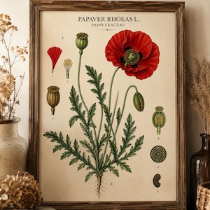 Può includere: Una stampa botanica incorniciata di una pianta di Papaver rhoeas, con un grande fiore di papavero rosso e illustrazioni dettagliate delle sue parti. La stampa include il testo "PAPAVER RHOEAS L. PAPAVERACEAE" in stile vintage, su sfondo color crema.