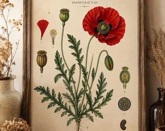 Vintage-Mohnblumenillustration – Botanische Wildblumen-Wandkunst zum Ausdrucken, Blumenposter im Cottagecore-Stil, Vintage-Blumendekoration