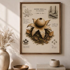 Puede incluir: Un grabado botánico enmarcado que presenta una ilustración detallada del hongo Geastrum triplex, también conocido como estrella de tierra. El grabado incluye anotaciones científicas y está enmarcado en madera.