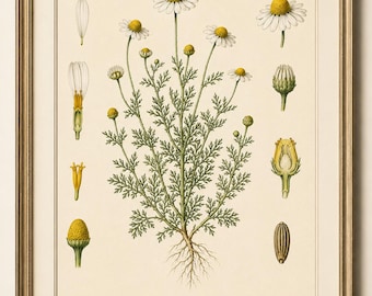 Botanical Illustration - Chamomile - Botanical Wildflower Printable Wall Art, Cottagecore Floral Poster, Vintage Flower Decor