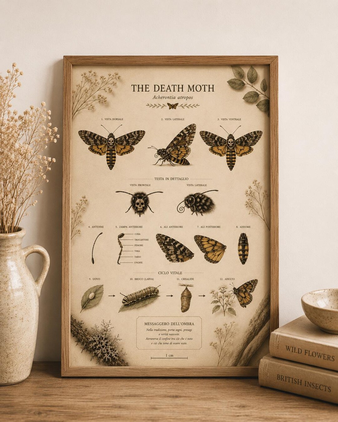 Death's-head Hawk Moth Print | Vintage Death Moth Wall Art | Rustic ...