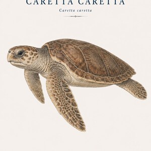 May include: A scientific illustration of a Caretta caretta sea turtle in shades of brown and tan. The text CARETTA CARETTA appears at the top, and OCEAN TREASURES N° 15 is printed at the bottom. The turtle is shown in profile against a cream background.